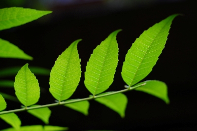 ����ɿ���׼ͼ��