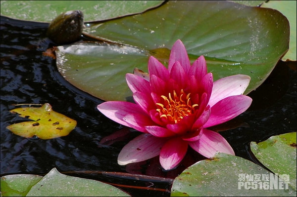 ����ɿ���׼ͼ��