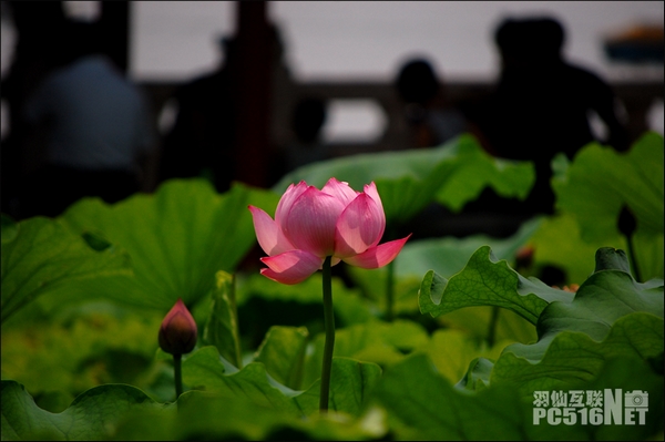 ����ɿ���׼ͼ��